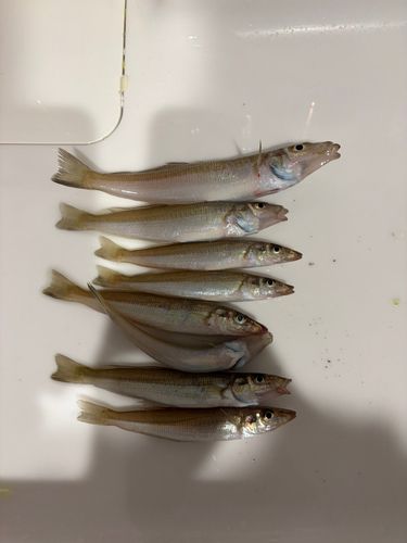 シロギスの釣果