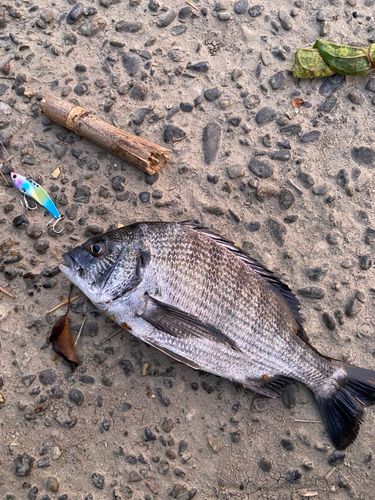 チヌの釣果
