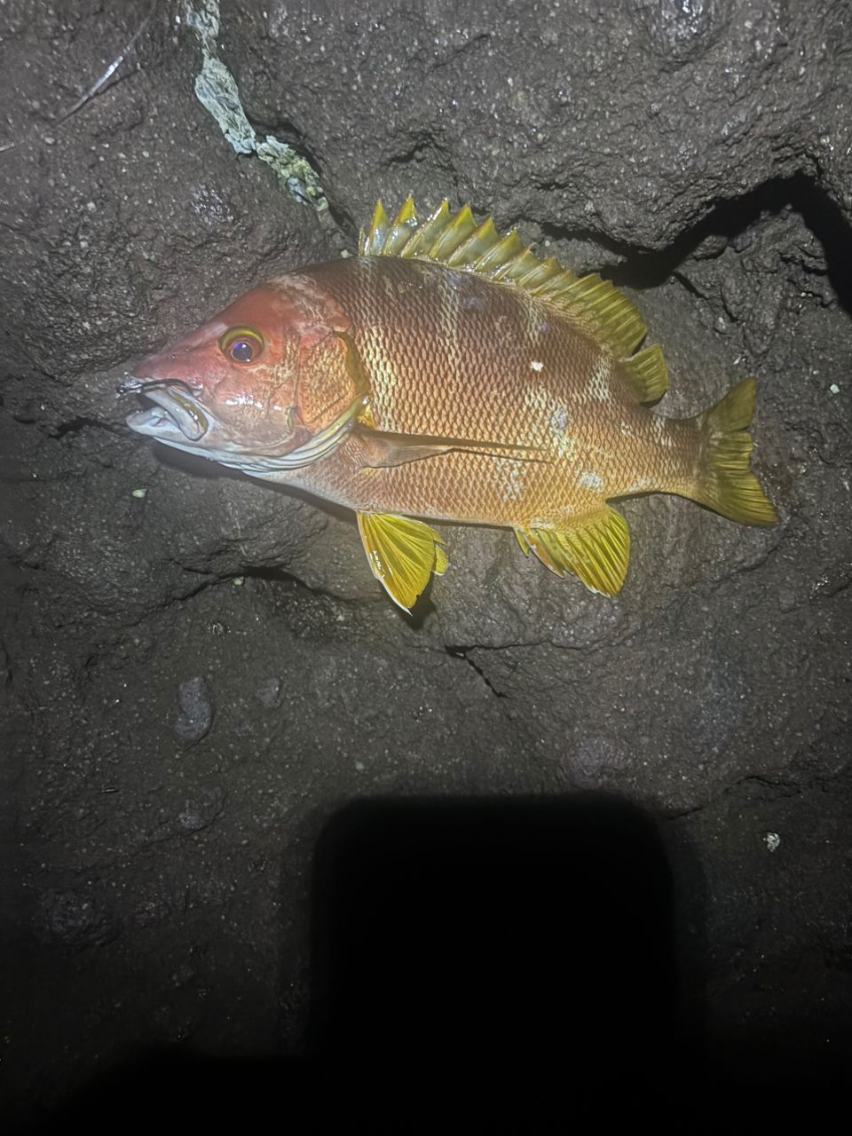 DAIWA 23バトルゲーム BKG（ブッコミゲーム） T XH480の最安値