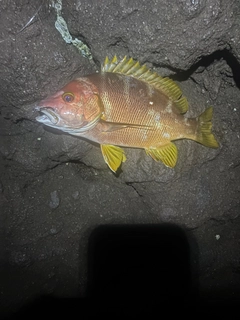 シブダイの釣果