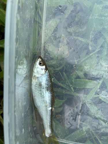 オイカワの釣果