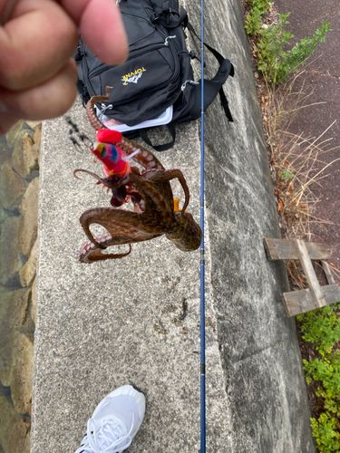 タコの釣果