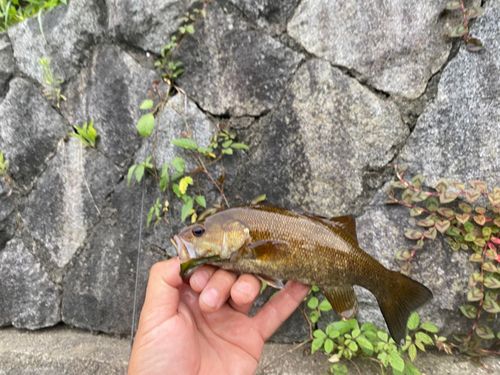 スモールマウスバスの釣果