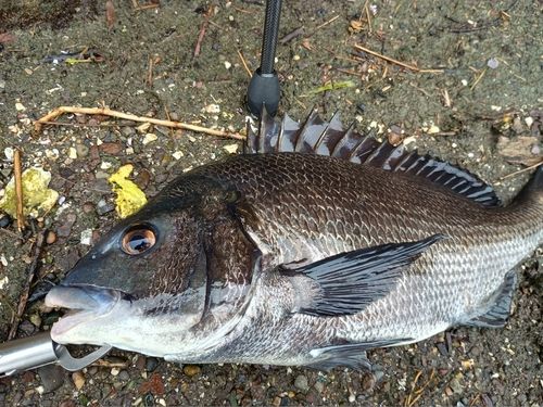 クロダイの釣果
