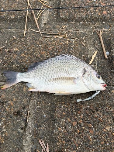 キビレの釣果