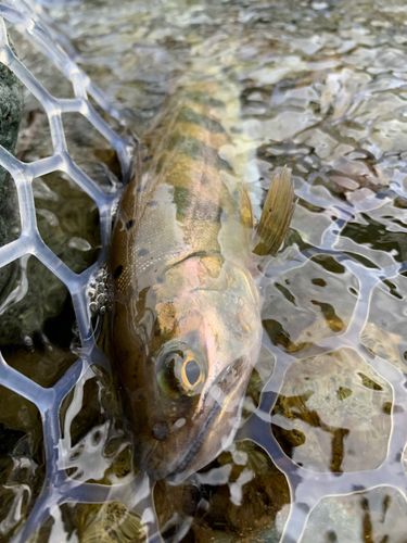ヤマメの釣果