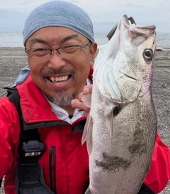 オオニベの釣果