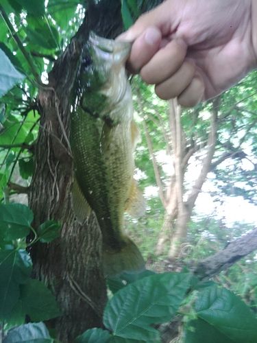 ラージマウスバスの釣果