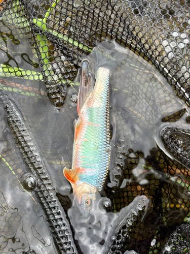 相模川で釣れたオイカワの釣り・釣果情報 - アングラーズ | 釣果600万