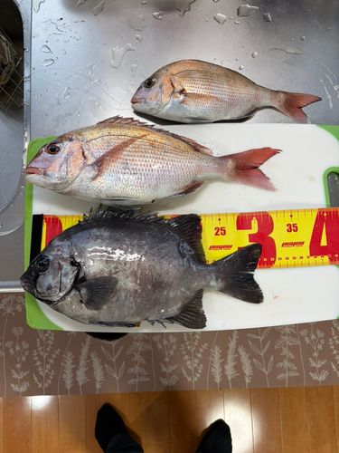 マダイの釣果