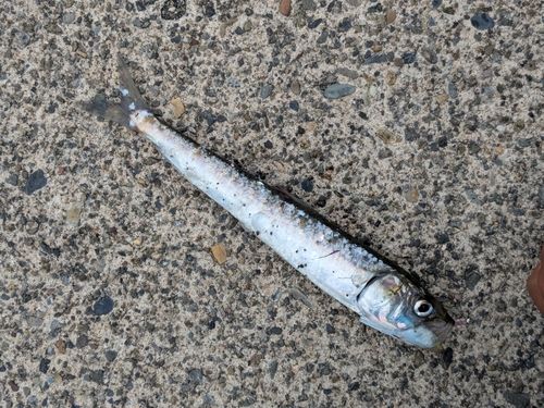 カタクチイワシの釣果