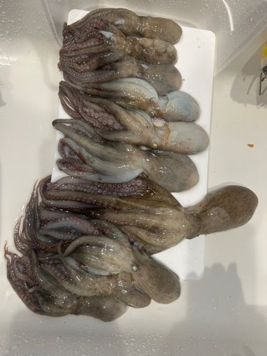 タコの釣果