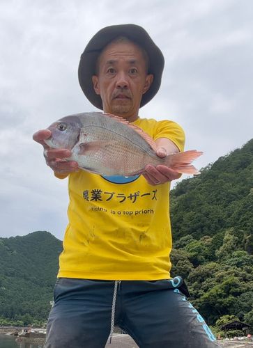タイの釣果