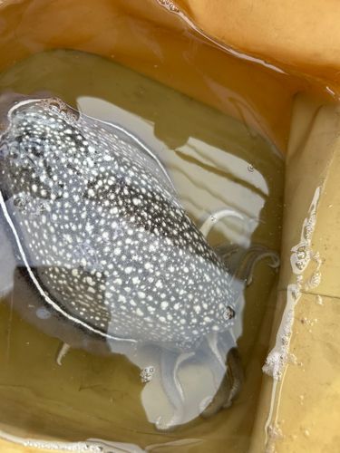 シリヤケイカの釣果