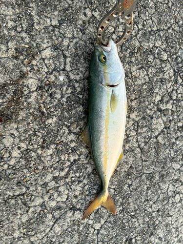 ツバスの釣果