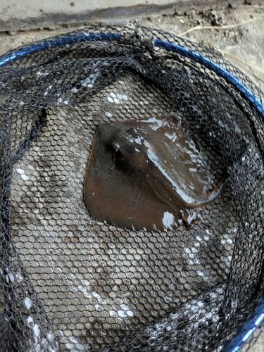 アカエイの釣果