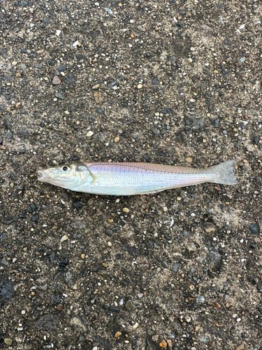 シロギスの釣果