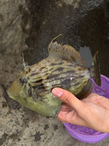 カワハギの釣果