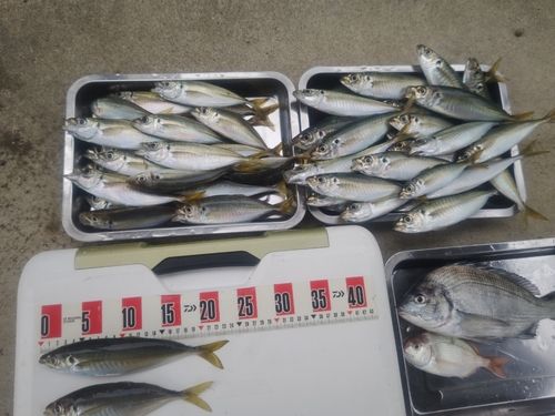 アジの釣果