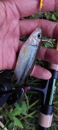 カワムツの釣果