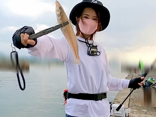 キスの釣果