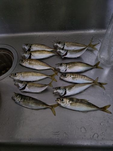 アジの釣果