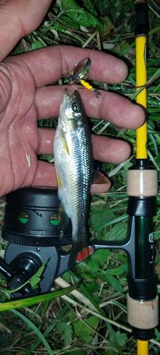 カワムツの釣果