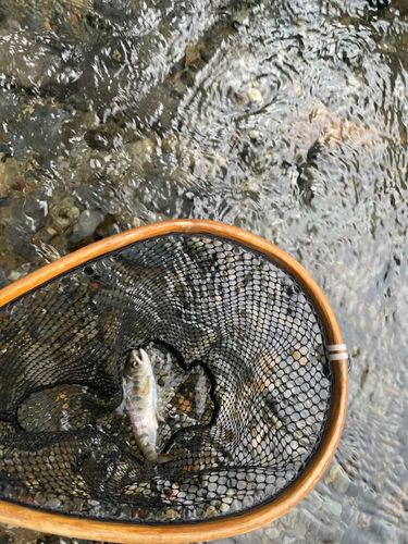 ヤマメの釣果