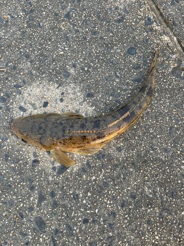 マゴチの釣果