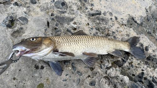 ニゴイの釣果