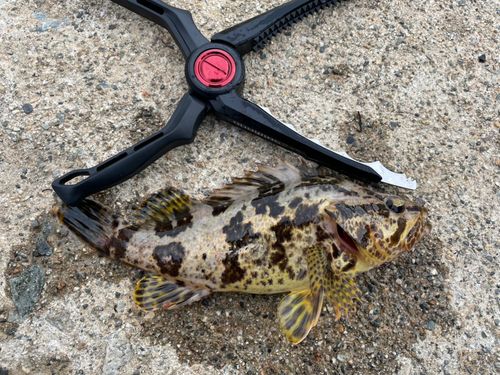 タケノコメバルの釣果