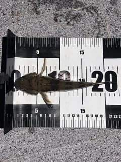 ウロハゼの釣果