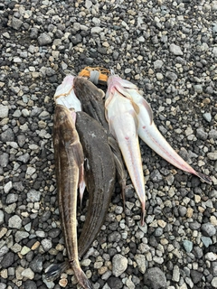 マゴチの釣果