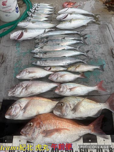 タイの釣果