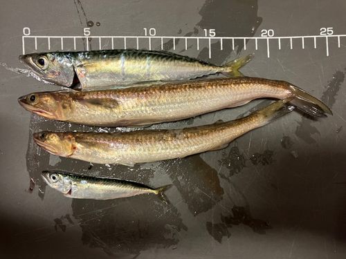 エソの釣果