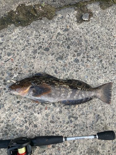 アイナメの釣果