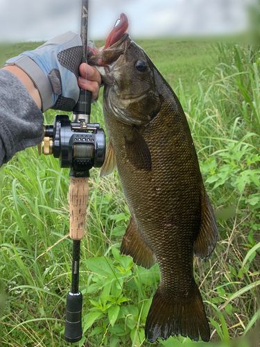 スモールマウスバスの釣果