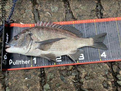 チヌの釣果