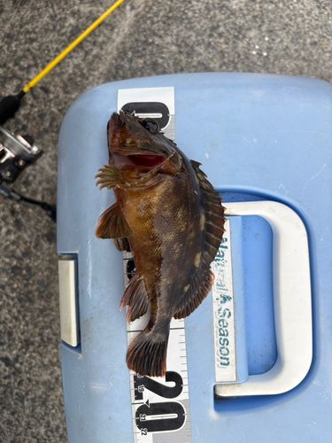 カサゴの釣果