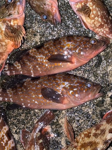 キジハタの釣果
