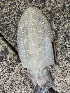 モンゴウイカの釣果