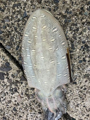 モンゴウイカの釣果