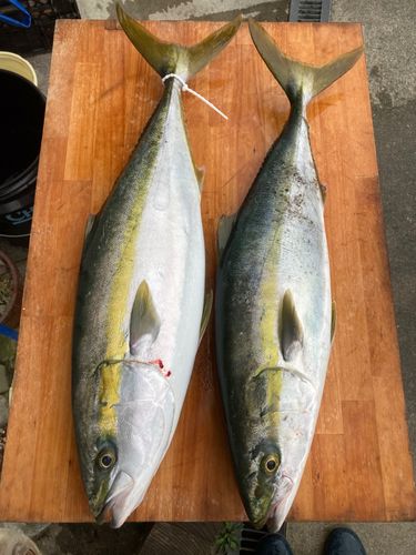 メジロの釣果