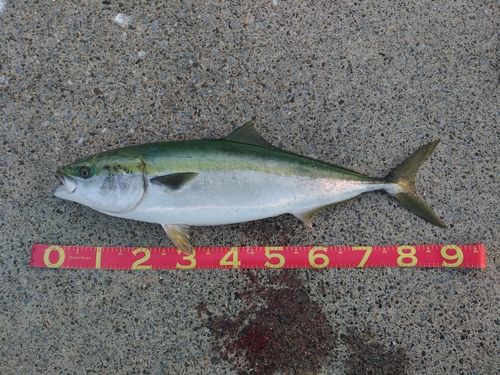 ブリの釣果