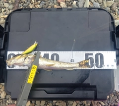 カマツカの釣果
