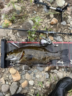 スモールマウスバスの釣果