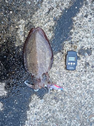 モンゴウイカの釣果