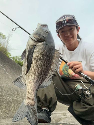 チヌの釣果