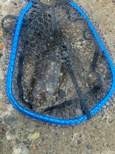 ソゲの釣果