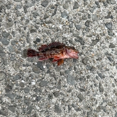 ガシラの釣果